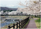 堀川親水公園の桜の写真1