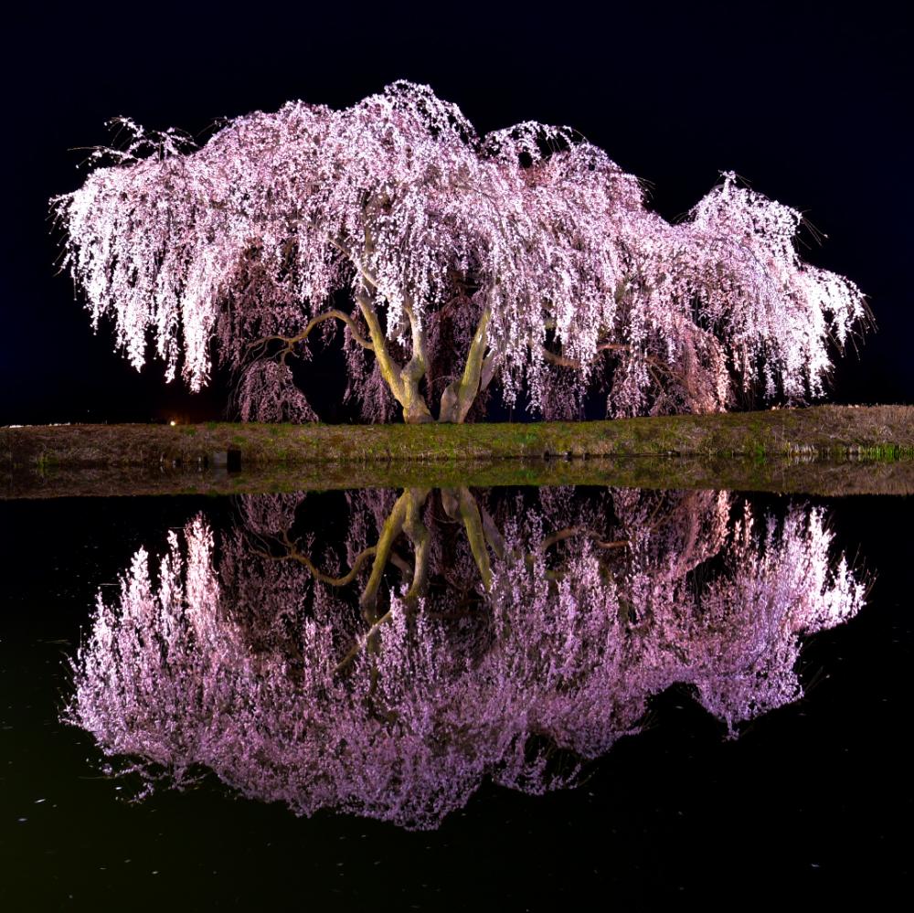 花園しだれ桜と幻想的な逆さ桜の写真1