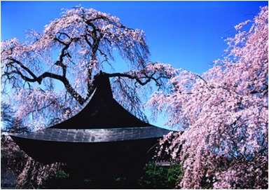マイカープラン「桜の名所めぐり」の写真1