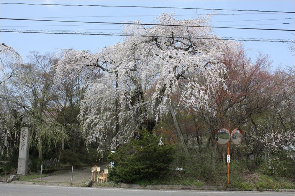 善通寺のしだれ桜の写真1