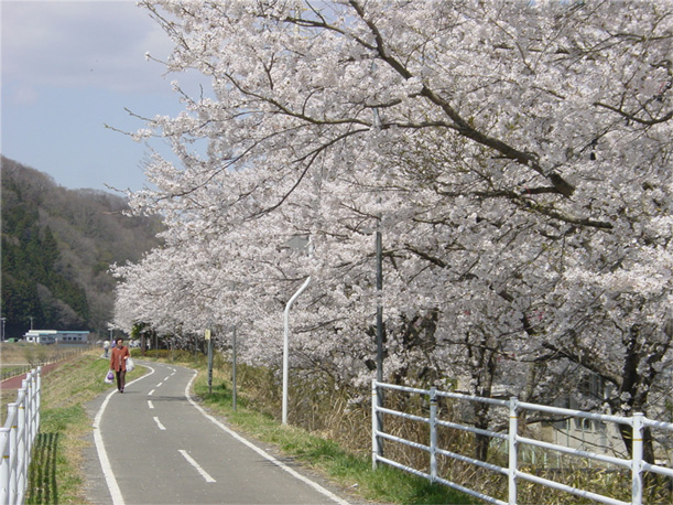 久慈川河川敷の桜並木の写真1