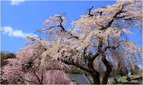 聯芳寺のしだれ桜の写真1