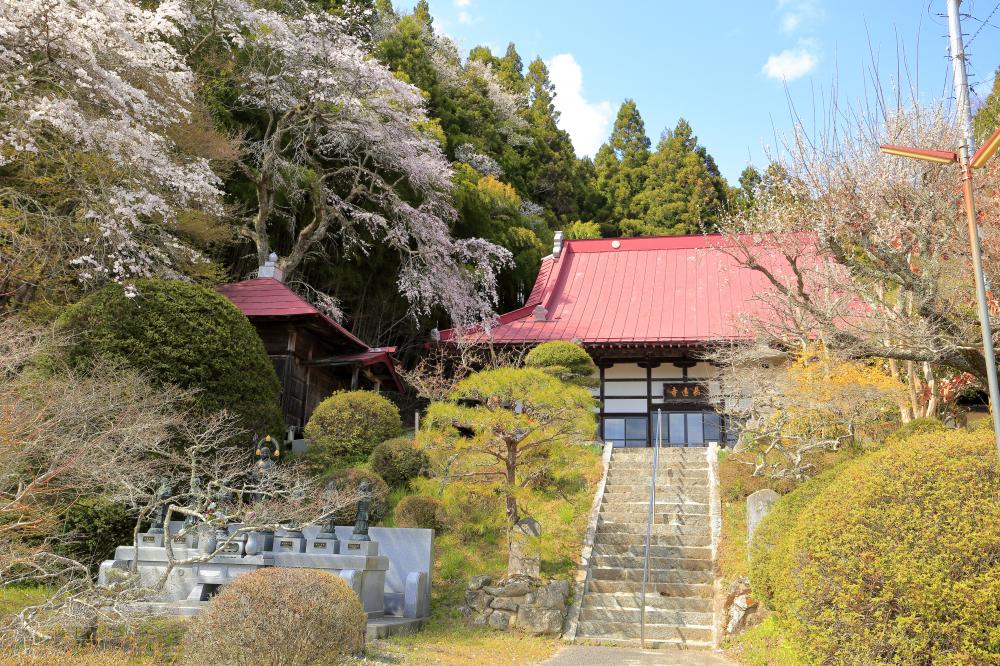 長遠寺のしだれ桜の写真2