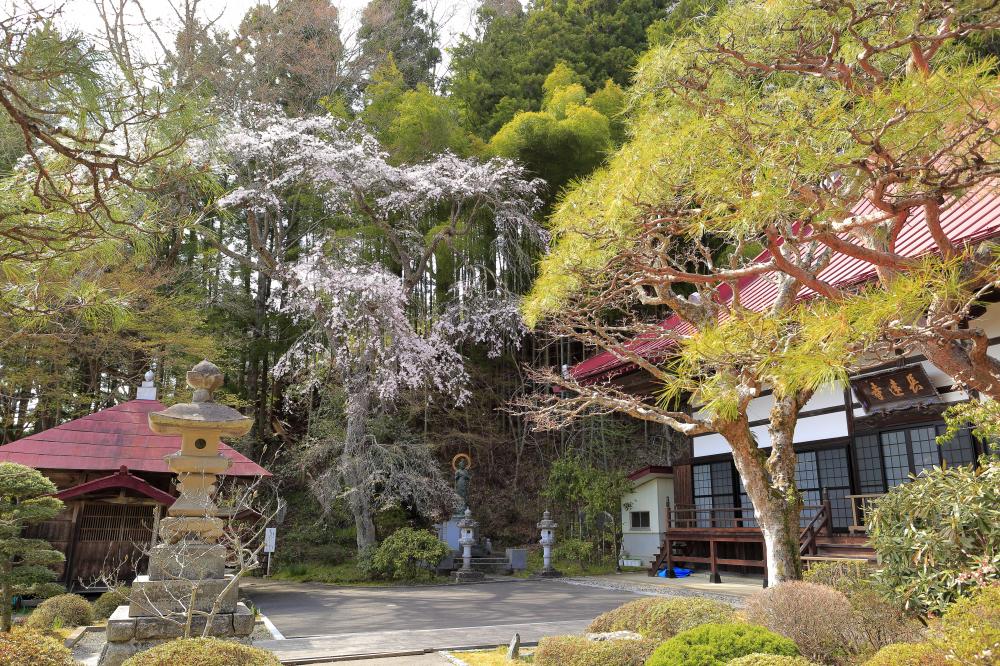 長遠寺のしだれ桜の写真3