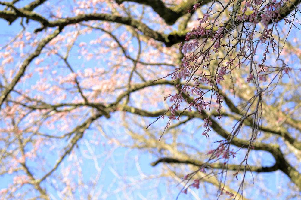 長遠寺のしだれ桜の写真4