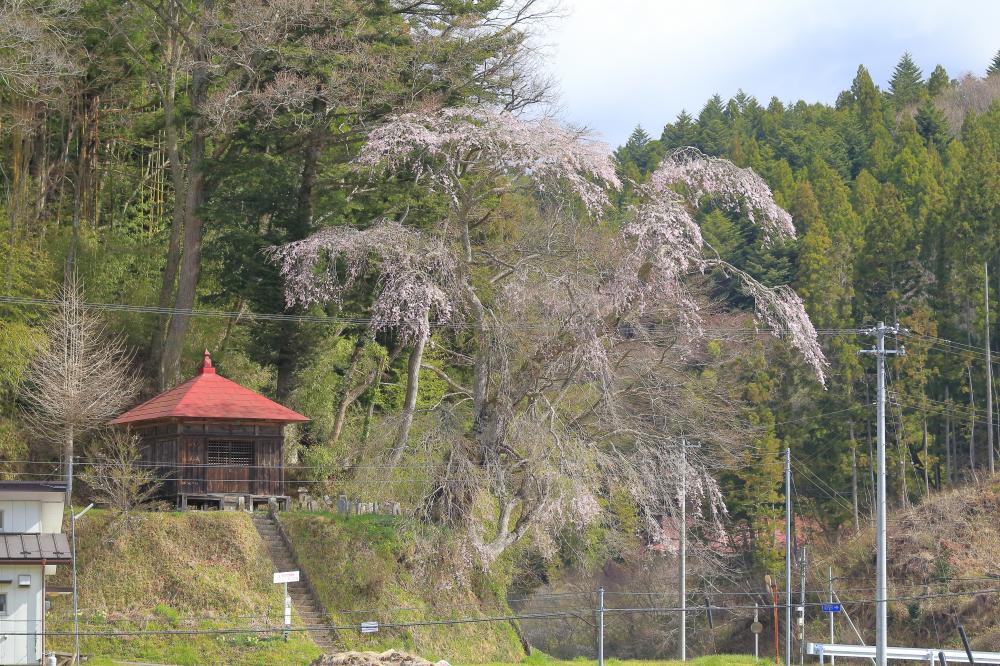 官沢の地蔵様のしだれ桜の写真1