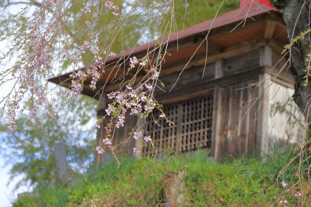 官沢の地蔵様のしだれ桜の写真2