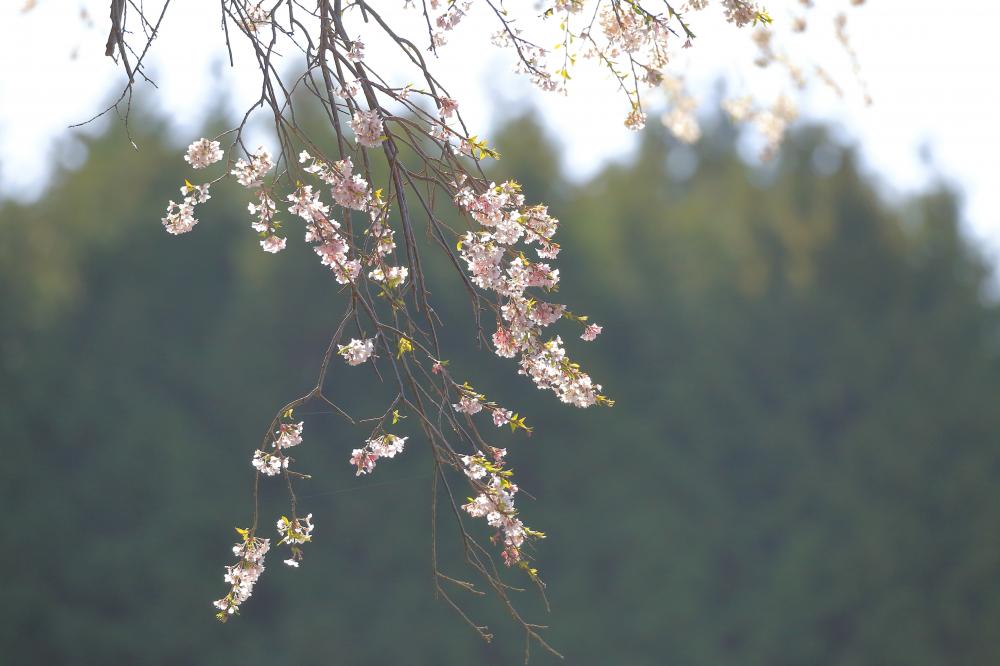 官沢の地蔵様のしだれ桜の写真3