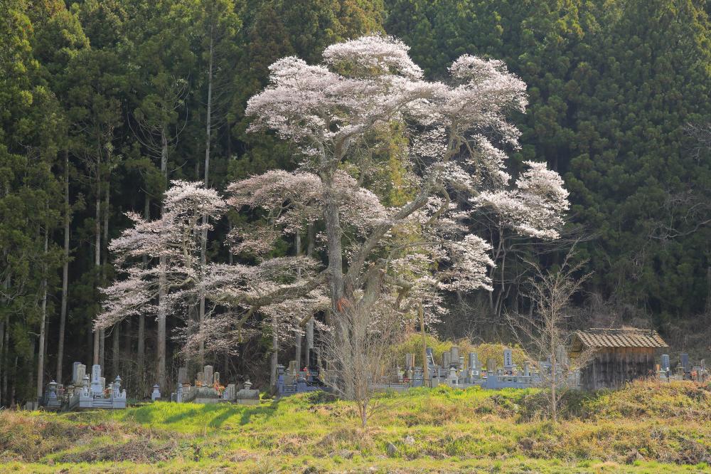 二段田のひがん桜の写真1