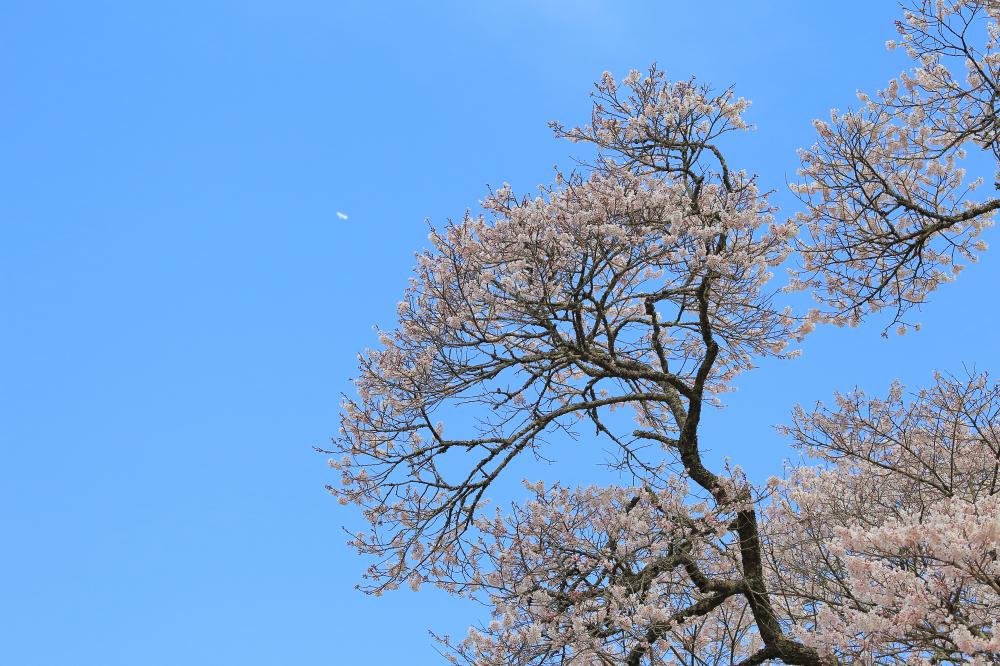 二段田のひがん桜の写真3
