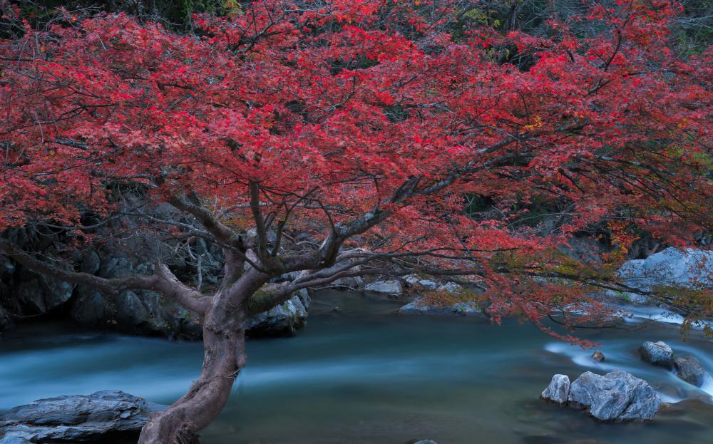 江竜田の滝の写真4