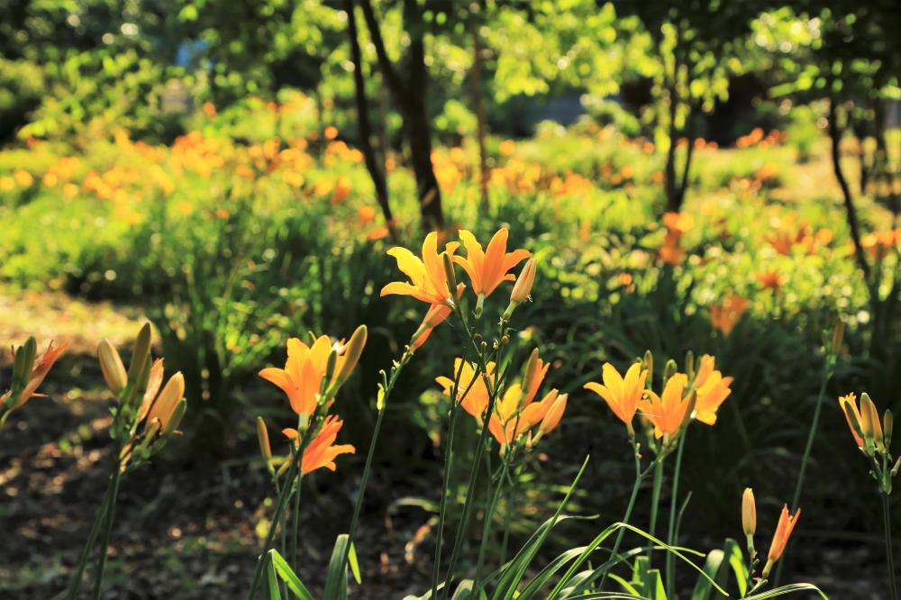 舘山公園の写真2