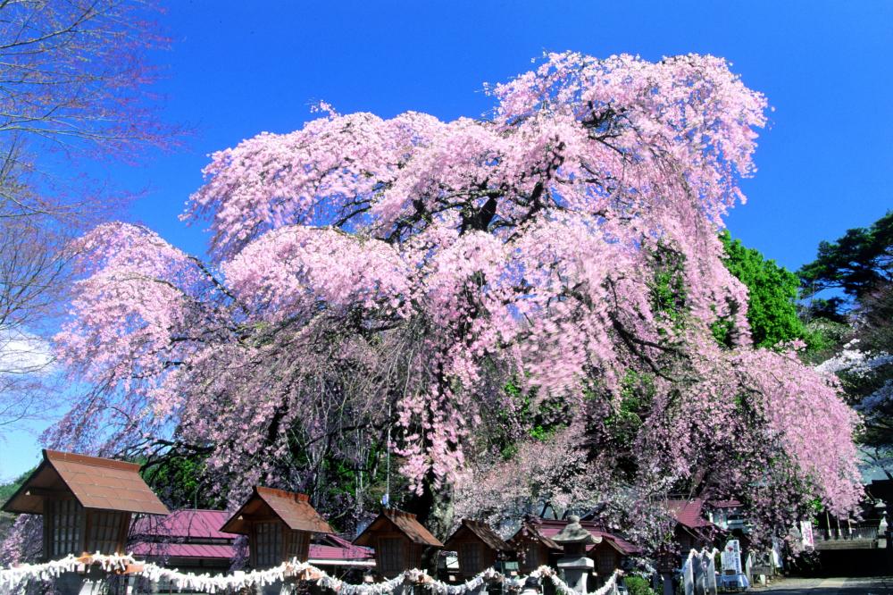 楽翁桜の写真2