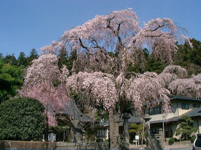 聯芳寺のしだれ桜の写真2