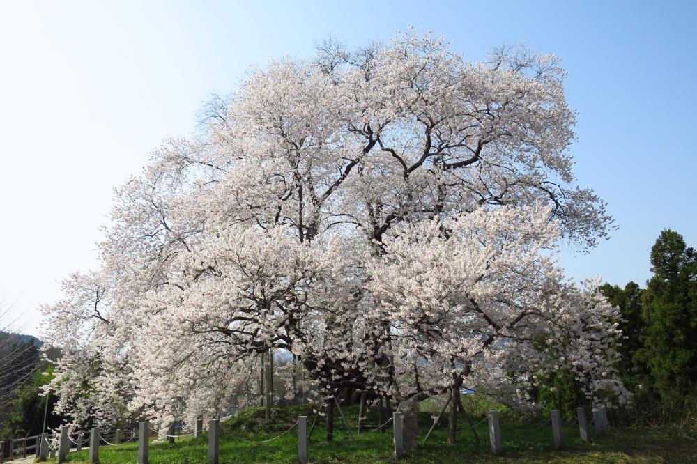 戸津辺の桜の写真1