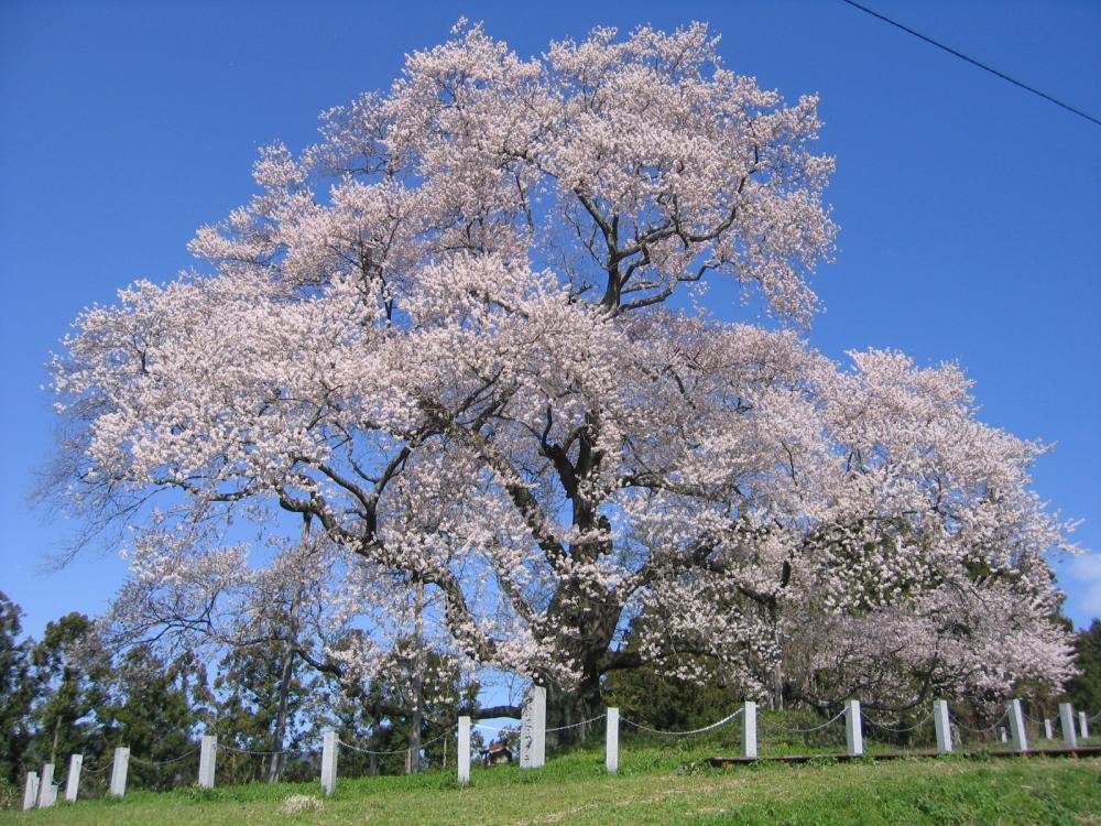 戸津辺の桜の写真2