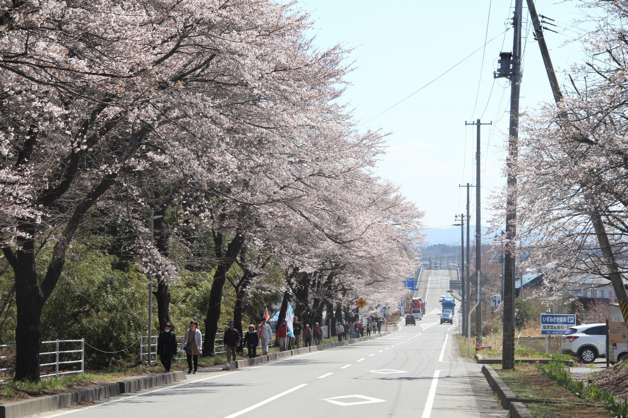 泉崎村・いずみざき桜ウォークの画像