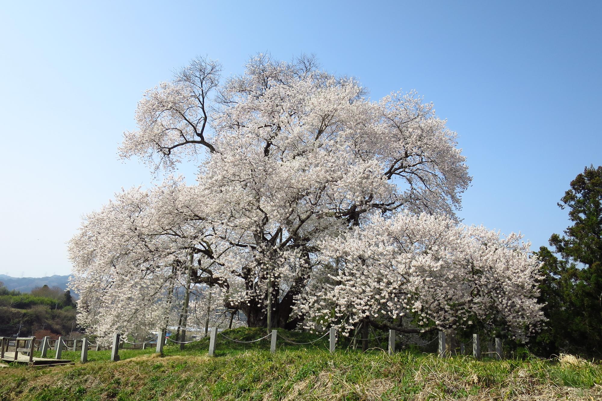 矢祭町・戸津辺の桜の画像